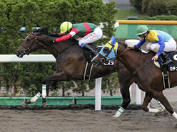 カラープリント(アルミ枠付き)2013年7月28日函館12R 竜飛崎特別(サンビスタ)