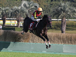 カラープリント(アルミ枠付き)2015年10月18日東京9R 東京ハイジャンプ(飛越)(サナシオン)