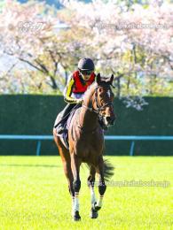 カラープリント(アルミ枠付き)2023年4月9日阪神11R 桜花賞(引き上げC)(リバティアイランド)