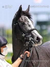 カラープリント(アルミ枠なし)2023年6月3日阪神5R 2歳新馬(顔)(テラメリタ)