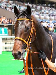 カラープリント(アルミ枠なし)2023年6月18日東京5R 2歳新馬(顔)(ボルケーノ)