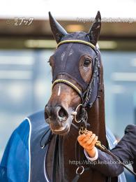 カラーパネル2023年10月21日京都5R 2歳新馬(顔)(ブルーアイドガール)