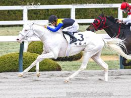 カラーパネル2024年3月17日阪神2R 3歳未勝利(ゴールB)(カルパ)