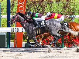 カラープリント(アルミ枠なし)2024年5月25日京都10R 桃山ステークス(ゴールB)(ミスティックロア)