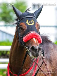 カラープリント(アルミ枠付き)2024年8月24日札幌2R 2歳未勝利(顔)(ローレルオーブ)