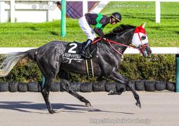 カラープリント(アルミ枠付き)2024年9月15日中山11R ラジオ日本賞(出走馬)(ミスティックロア)