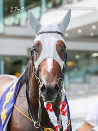 カラーパネル2024年9月22日中京11R 神戸新聞杯(顔)(メイショウタバル)