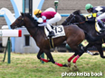 カラープリント(アルミ枠付き)2014年2月2日京都5R 3歳未勝利(ネオヴァリアント)