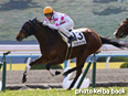 カラープリント(アルミ枠付き)2014年2月16日京都5R 3歳新馬(プリモンディアル)