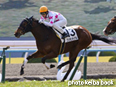 カラーパネル2014年2月16日京都5R 3歳新馬(プリモンディアル)