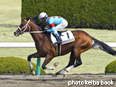 カラープリント(アルミ枠なし)2014年3月16日阪神3R 3歳新馬(ネオジェネシス)