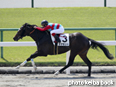 カラープリント(アルミ枠付き)2014年4月26日京都1R 3歳未勝利(タマモリド)