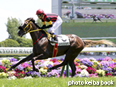 カラープリント(アルミ枠付き)2014年5月17日京都7R 3歳500万下(エイシンスパルタン)