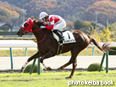 カラープリント(アルミ枠なし)2014年11月16日福島5R 2歳未勝利(ゲンキチハヤブサ)