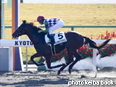 カラーパネル2014年11月30日京都1R 2歳未勝利(ヒラボククラウン)