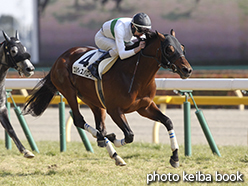 カラープリント(アルミ枠なし)2015年2月15日東京8R 4歳上500万下(エルヴィスバローズ)