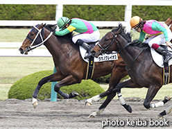 カラープリント(アルミ枠なし)2015年4月12日阪神4R 3歳500万下(タガノクレイオス)