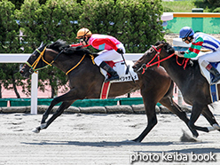 カラーパネル2015年7月11日函館6R 2歳新馬(ペイシャオトメ)