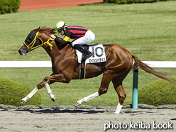 カラープリント(アルミ枠付き)2015年10月3日阪神4R 3歳未勝利(エイシンパライソ)