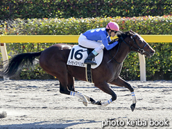カラーパネル2015年11月28日東京6R 2歳新馬(タイセイスペリオル)