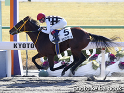 カラープリント(アルミ枠付き)2016年1月24日京都2R 3歳新馬(モルゲンロート)