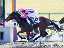 カラープリント(アルミ枠付き)2016年1月31日京都2R 3歳未勝利(サフランハート)