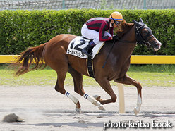 カラーパネル2016年8月21日新潟2R 3歳未勝利(ゴールドフォレスト)