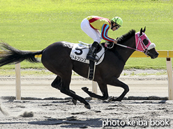 カラーパネル2016年10月15日新潟2R 2歳未勝利(リトルプリンス)