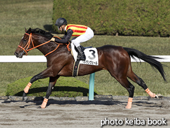 カラーパネル2016年12月3日阪神6R 2歳新馬(ペルランヴェール)