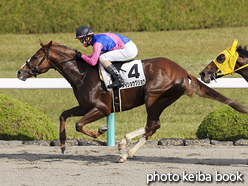 カラーパネル2016年12月4日阪神1R 2歳未勝利(メイショウグジョウ)