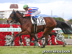 カラーパネル2016年12月24日阪神8R 3歳上500万下(ヴァフラーム)