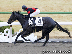 カラープリント(アルミ枠なし)2017年1月8日京都6R 3歳500万下(ハタノオヌール)