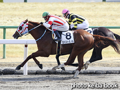 カラーパネル2017年2月18日京都7R 4歳上500万下(ロバストミノル)