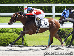 カラープリント(アルミ枠付き)2017年6月4日阪神1R 3歳未勝利(ピカロ)