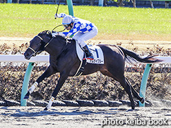 カラーパネル2017年12月9日中山2R 2歳未勝利(サムライブルー)