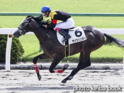 カラーパネル2018年10月13日京都4R 2歳新馬(ザイツィンガー)