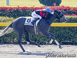 カラーパネル2018年11月17日東京1R 2歳未勝利(ホウオウモントレー)