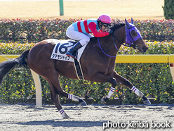 カラープリント(アルミ枠なし)2019年2月2日東京2R 3歳新馬(タマモジャイブ)