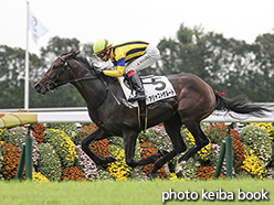 カラーパネル2019年10月19日京都3R 2歳未勝(アジャストザルート)