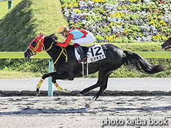 カラーパネル2019年11月2日福島1R 2歳未勝利(ロマネスク)