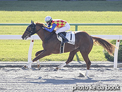 カラーパネル2019年11月9日京都1R 2歳未勝利(テーオーケインズ)