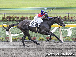 カラーパネル2019年11月24日東京4R 3歳以上1勝クラス(リンガスビンゴ)