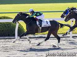 カラーパネル2020年10月31日京都1R 2歳未勝利(パラディズム)