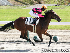 カラーパネル2021年10月9日新潟5R 2歳新馬(スマートプレジール)