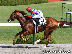 カラーパネル2021年10月17日阪神1R 2歳未勝利(バルムンク)