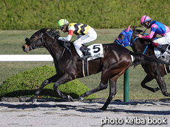 カラーパネル2021年11月27日阪神1R 2歳未勝利(フローラルビアンカ)