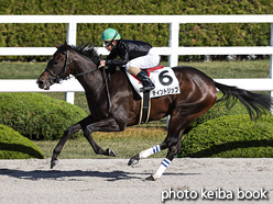 カラーパネル2021年11月28日阪神4R 2歳新馬(ティントリップ)