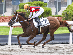 カラーパネル2022年8月14日札幌2R 3歳未勝利(ウインアラジン)