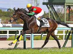 カラーパネル2022年10月29日阪神5R 2歳新馬(マイネルエンペラー)