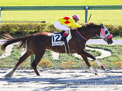 カラープリント(アルミ枠なし)2022年10月29日東京6R 3歳以上1勝クラス(コウユーパパニニテ)